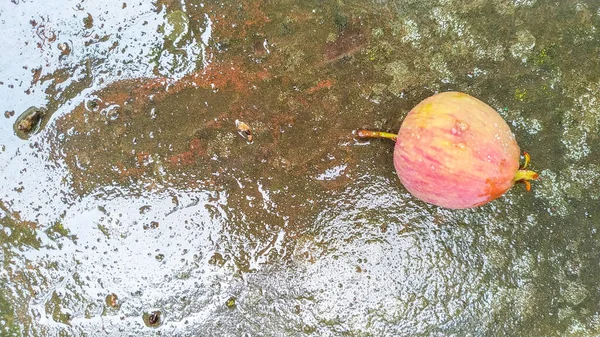 Piccola Mela Cattiva Sulla Pietra Dopo Pioggia — Foto Stock