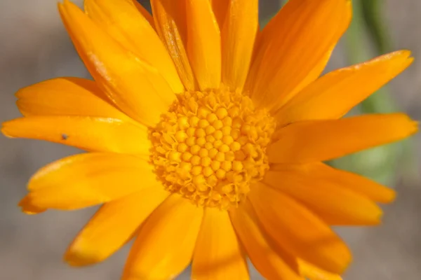 Närbild Bild Vacker Gul Blomma Trädgården — Stockfoto