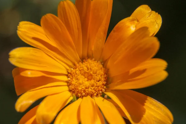 Primo Piano Bel Fiore Giallo Giardino — Foto Stock