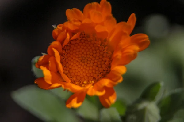 Primer Plano Una Hermosa Flor Amarilla Jardín —  Fotos de Stock