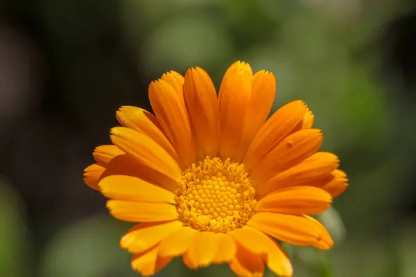 Close Tiro Uma Bela Flor Amarela Jardim — Fotografia de Stock