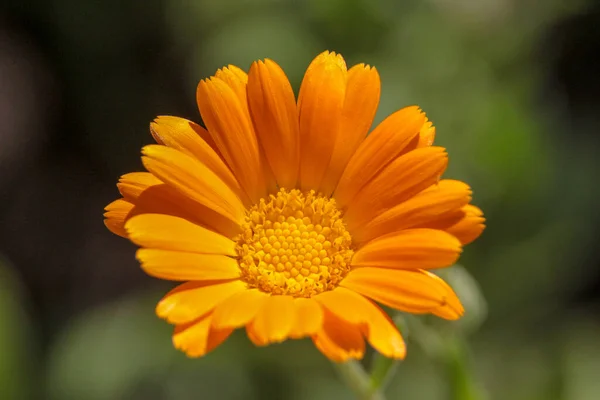 Közelkép Egy Gyönyörű Sárga Virágról Kertben — Stock Fotó