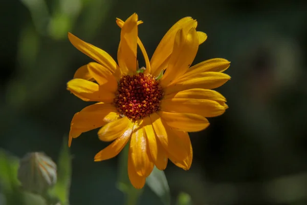 Primer Plano Una Hermosa Flor Amarilla Jardín — Foto de Stock