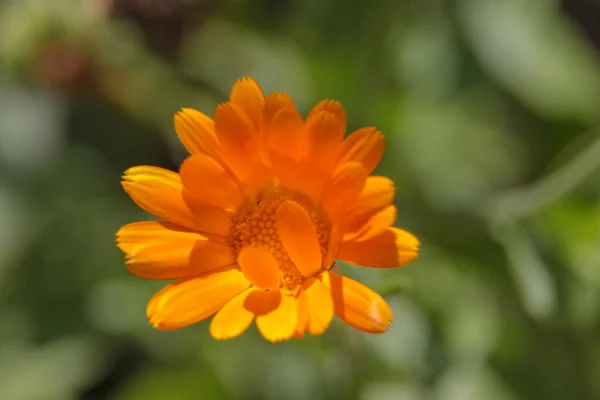 Közelkép Egy Gyönyörű Sárga Virágról Kertben — Stock Fotó