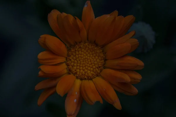 Primer Plano Una Hermosa Flor Amarilla Jardín —  Fotos de Stock