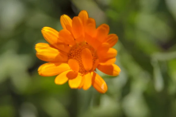 Крупним Планом Знімок Красивої Жовтої Квітки Саду — стокове фото