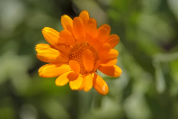 Närbild Bild Vacker Gul Blomma Trädgården — Stockfoto