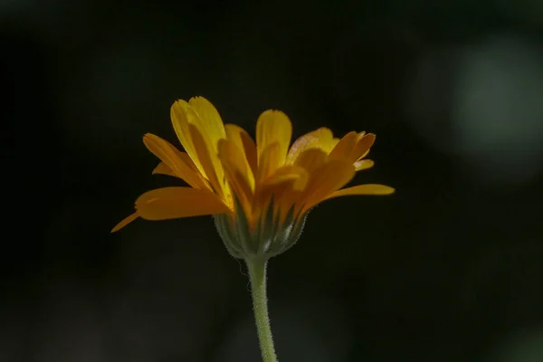 Detailní Záběr Krásné Žluté Květiny Zahradě — Stock fotografie