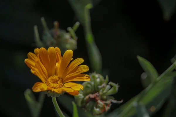 Szczelnie Ujęcie Pięknego Żółtego Kwiatu Ogrodzie — Zdjęcie stockowe