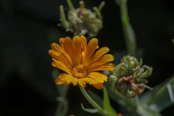 Primo Piano Bel Fiore Giallo Giardino — Foto Stock