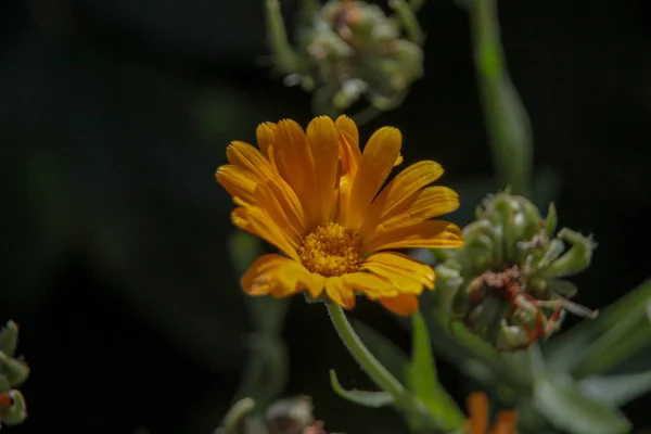 庭の美しい黄色の花のクローズアップショット — ストック写真