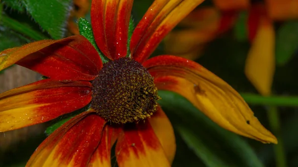 Primer Plano Una Hermosa Flor Amarilla Jardín — Foto de Stock