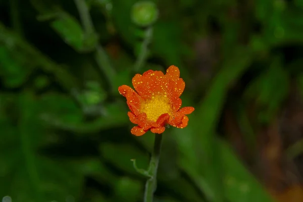 Κοντινό Πλάνο Ενός Όμορφου Κίτρινου Λουλουδιού Στον Κήπο — Φωτογραφία Αρχείου
