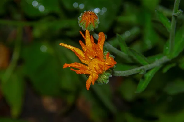 Close Tiro Uma Bela Flor Amarela Jardim — Fotografia de Stock