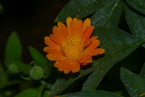 Close Tiro Uma Bela Flor Amarela Jardim — Fotografia de Stock