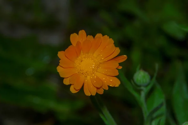 Close Tiro Uma Bela Flor Amarela Jardim — Fotografia de Stock