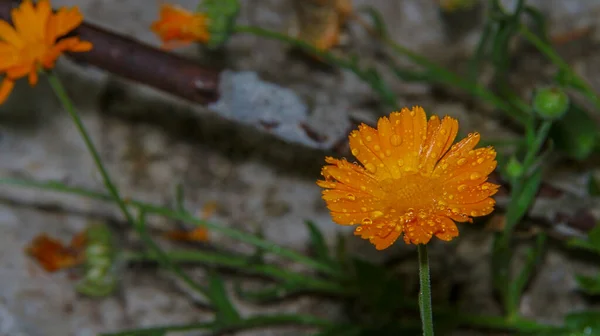 Detailní Záběr Krásné Žluté Květiny Zahradě — Stock fotografie