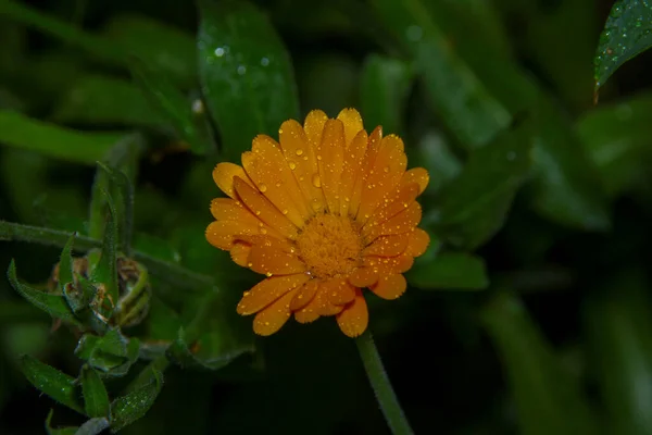 Primer Plano Una Hermosa Flor Amarilla Jardín —  Fotos de Stock