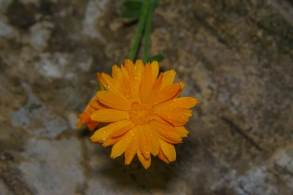 Primo Piano Bel Fiore Giallo Giardino — Foto Stock