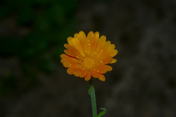 庭の美しい黄色の花のクローズアップショット — ストック写真