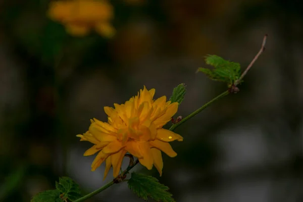 Beautiful Yellow Flowers Bushes Garden — Stock Photo, Image