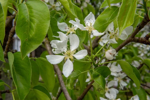 Biały Różowy Jabłoń Ogrodzie — Zdjęcie stockowe