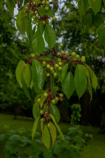 Belles Plantes Vertes Printemps Dans Jardin — Photo