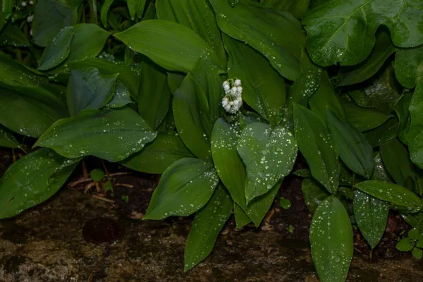 Gyönyörű Zöld Növények Tavasszal Kertben — Stock Fotó