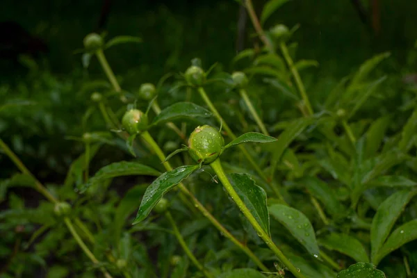 Belles Plantes Vertes Printemps Dans Jardin — Photo