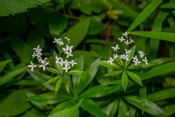 Flori Pădure După Ploaie — Fotografie, imagine de stoc