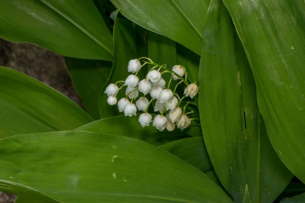 Flower Flowers Forest Rain — Stock Photo, Image