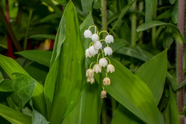 Flower Flowers Forest Rain — Stock Photo, Image