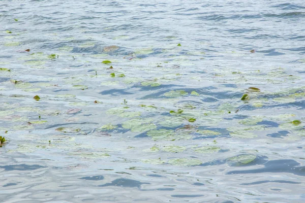 Vatten Och Storm Sjö Och Vegetation — Stockfoto