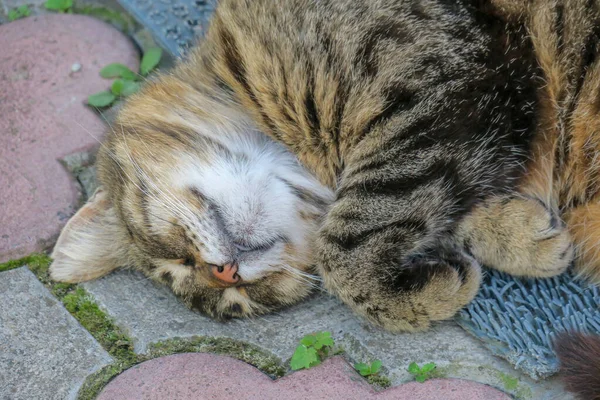 European Pussy Sleeps Pavement — Fotografia de Stock