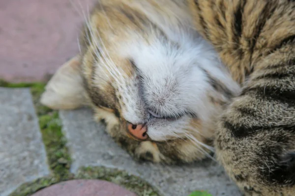 European Pussy Sleeps Pavement — Fotografia de Stock