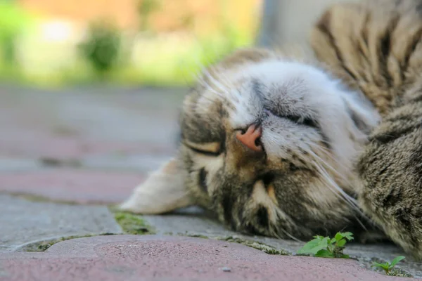 European Pussy Sleeps Pavement — Stock Photo, Image