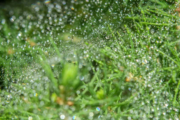 Orvalho Arbusto Verde Jardim Após Chuva — Fotografia de Stock