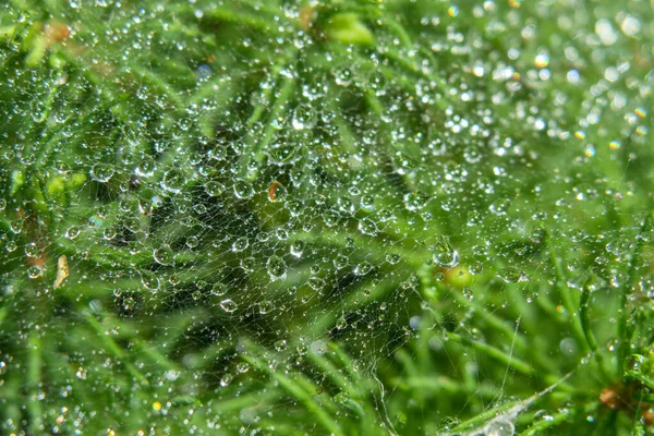 Rocía Arbusto Verde Jardín Después Lluvia —  Fotos de Stock