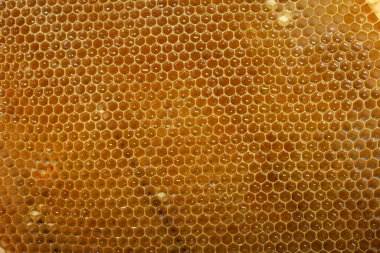 Arıdaki arılar için boş küçük bal çerçeveleri