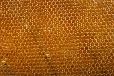 Arıdaki arılar için boş küçük bal çerçeveleri