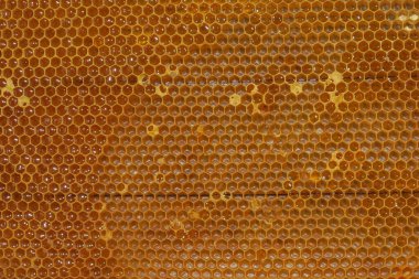 Arıdaki arılar için boş küçük bal çerçeveleri