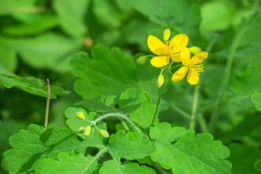 Yazın Kyiv Botanik Bahçesi 'nin yeşil bitkileri