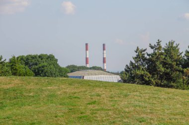 Yazın Kyiv Botanik Bahçesi 'nin yeşil bitkileri