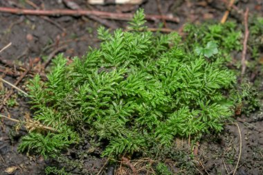 İlkbaharda ormanda yeşil çimenler ve bitkiler