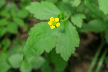 İlkbaharda ormanda yeşil çimenler ve bitkiler