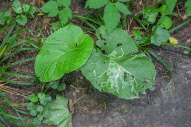 İlkbaharda ormanda yeşil çimenler ve bitkiler