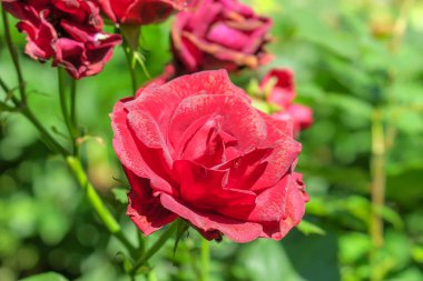 Bahçedeki yağmurdan sonra kırmızı güller