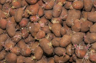 Bodrumda bir sürü kırmızı patates var.