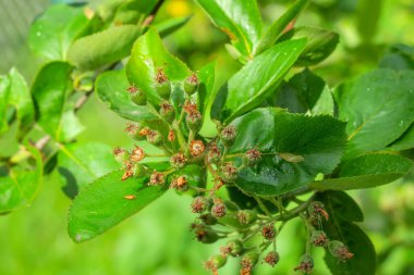 Baharda bahçede güzel yeşil bitkiler