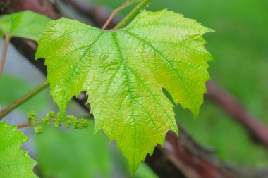 Baharda bahçede güzel yeşil bitkiler